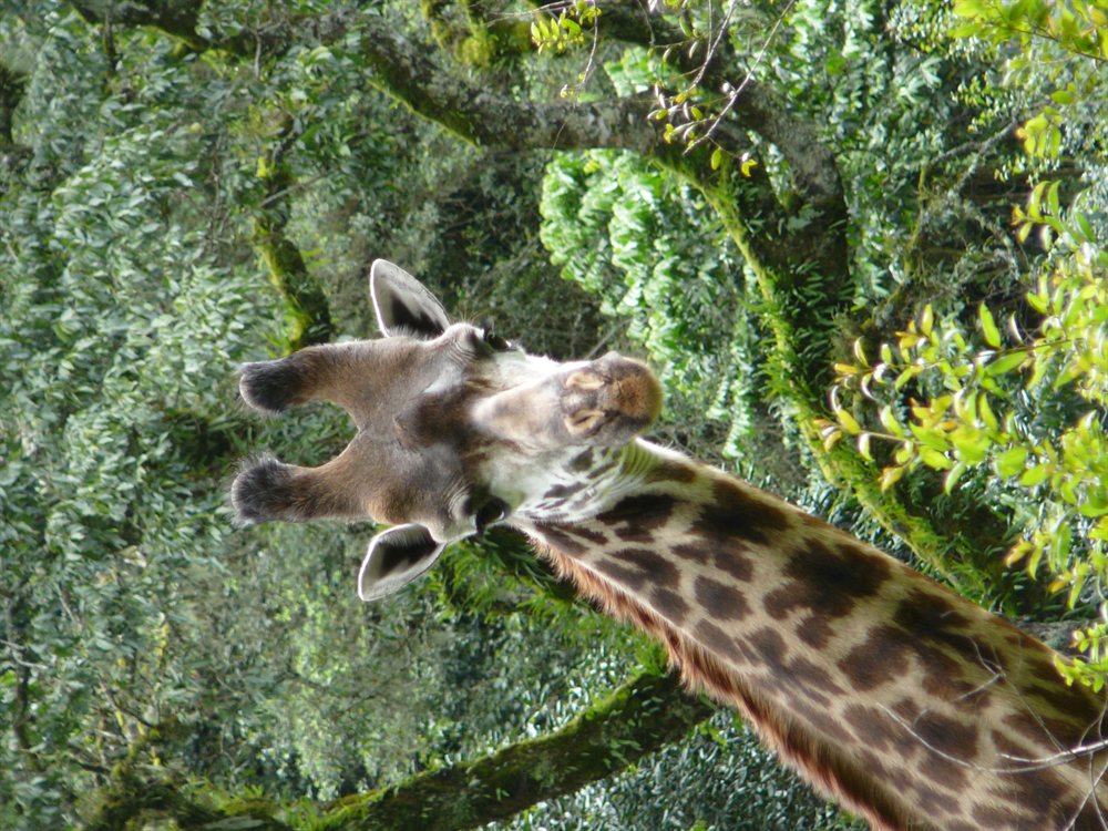 Safari caminando Arusha Park