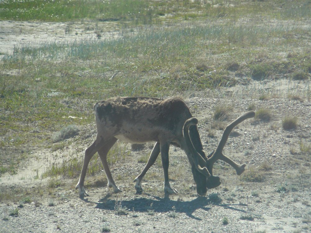 Caribus Dalton Highway Alaska