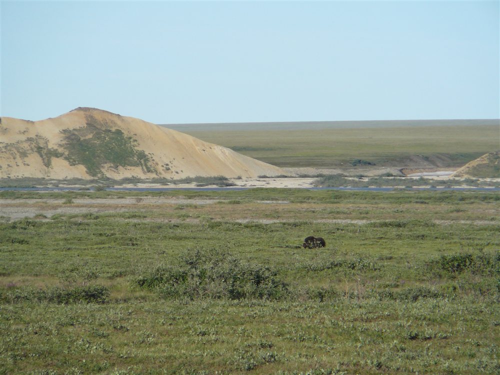 Mudoxs Parecen Pequenos Mamuts En La Tundra Del Artico