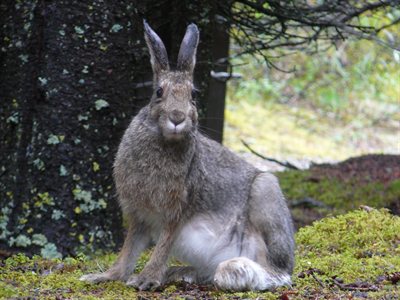 Conejo de patas largas para la nieve en invierno