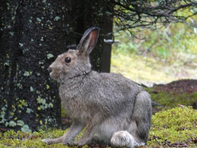 Conejo de patas largas para la nieve en invierno