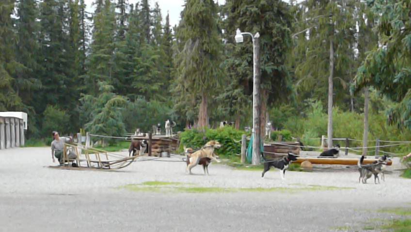 Huskys listos y tirando para partir !
