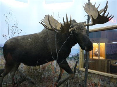 Alce o Moose