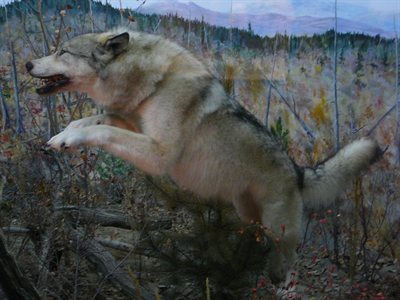 Lobo Wolf