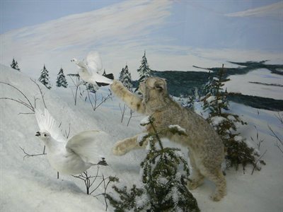 Lynx cazando Ptarmigans