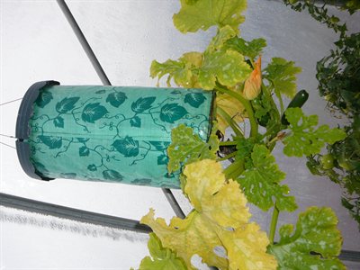 Como cultivar zuchinis