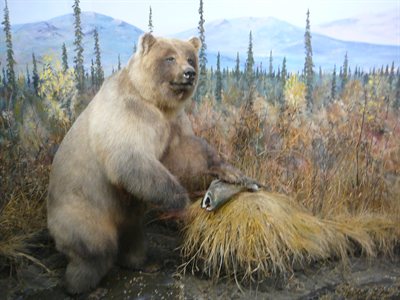 Grizzly