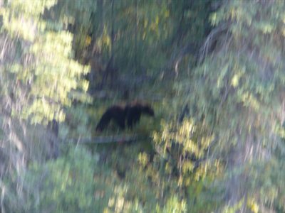 Oso negro al lado de la ruta, la foto esta toda movida pero fue nuestro primer oso desde las bicis