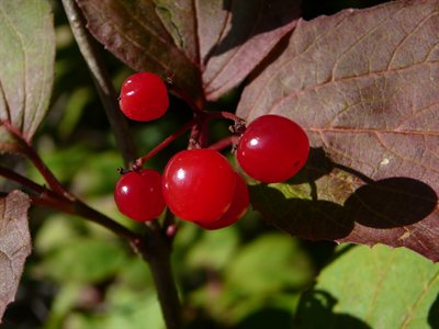 Berries