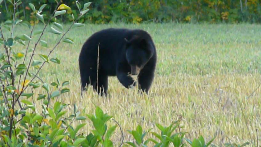 Osos negros al costado de la ruta jugando y comiendo granos