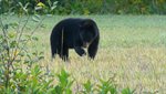 Osos negros al costado de la ruta jugando y comiendo granos