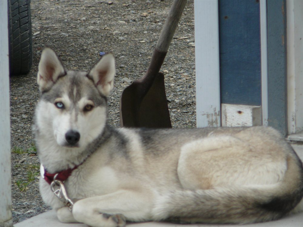 Husky