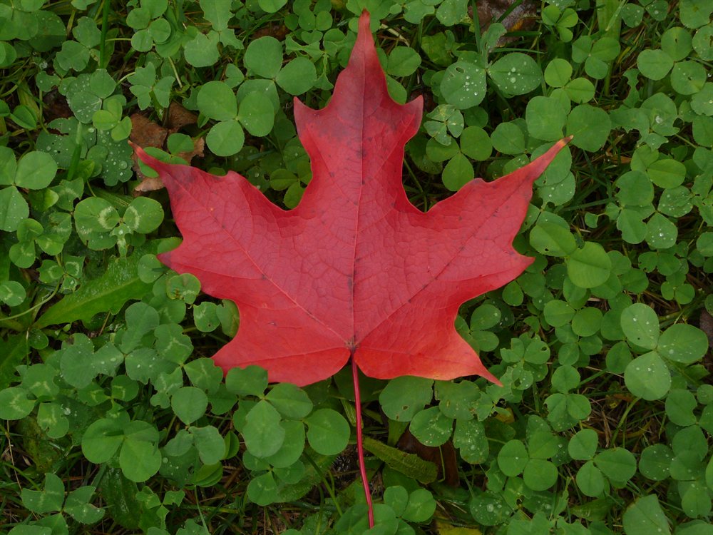 Canada - Maple